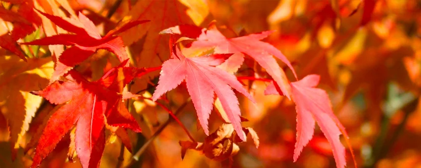 Japanese Maple Trees