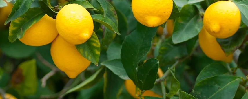 Lemon Trees