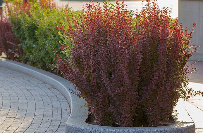 Barberry hedge