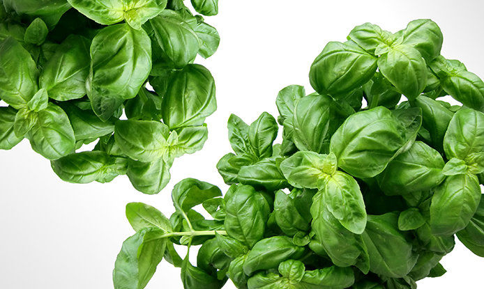 Close up image of two basil plants. The leaves are full, bushy, and a beautiful green.