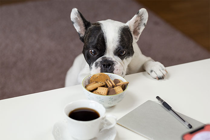 A French bulldog standing on its hind legs with its front paws on a kitchen counter. The dog is looking at a bowl of biscuits left out by its owner, which is visible in the foreground of the image. There is also a cup of coffee and a notebook on the counter.