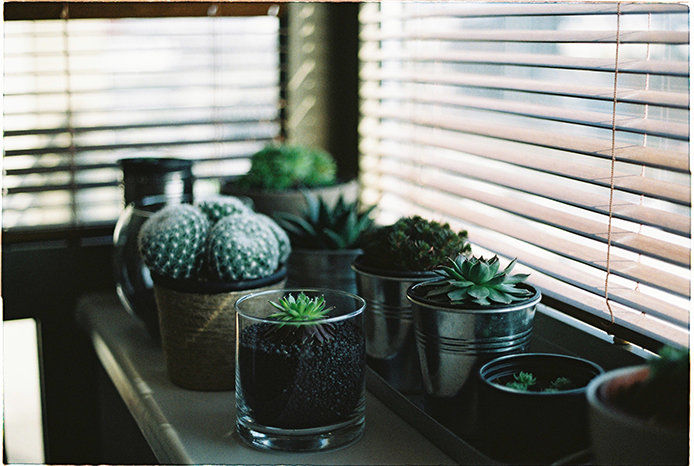 Cacti and succulents sitting in front of a window