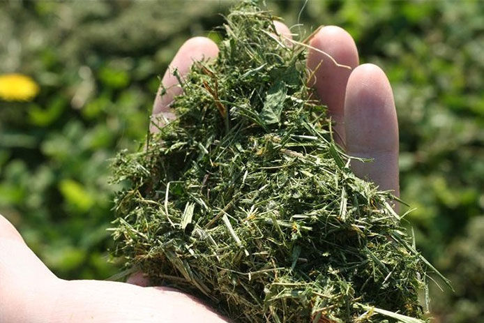Close-up of a person holding grass clippings in their hand