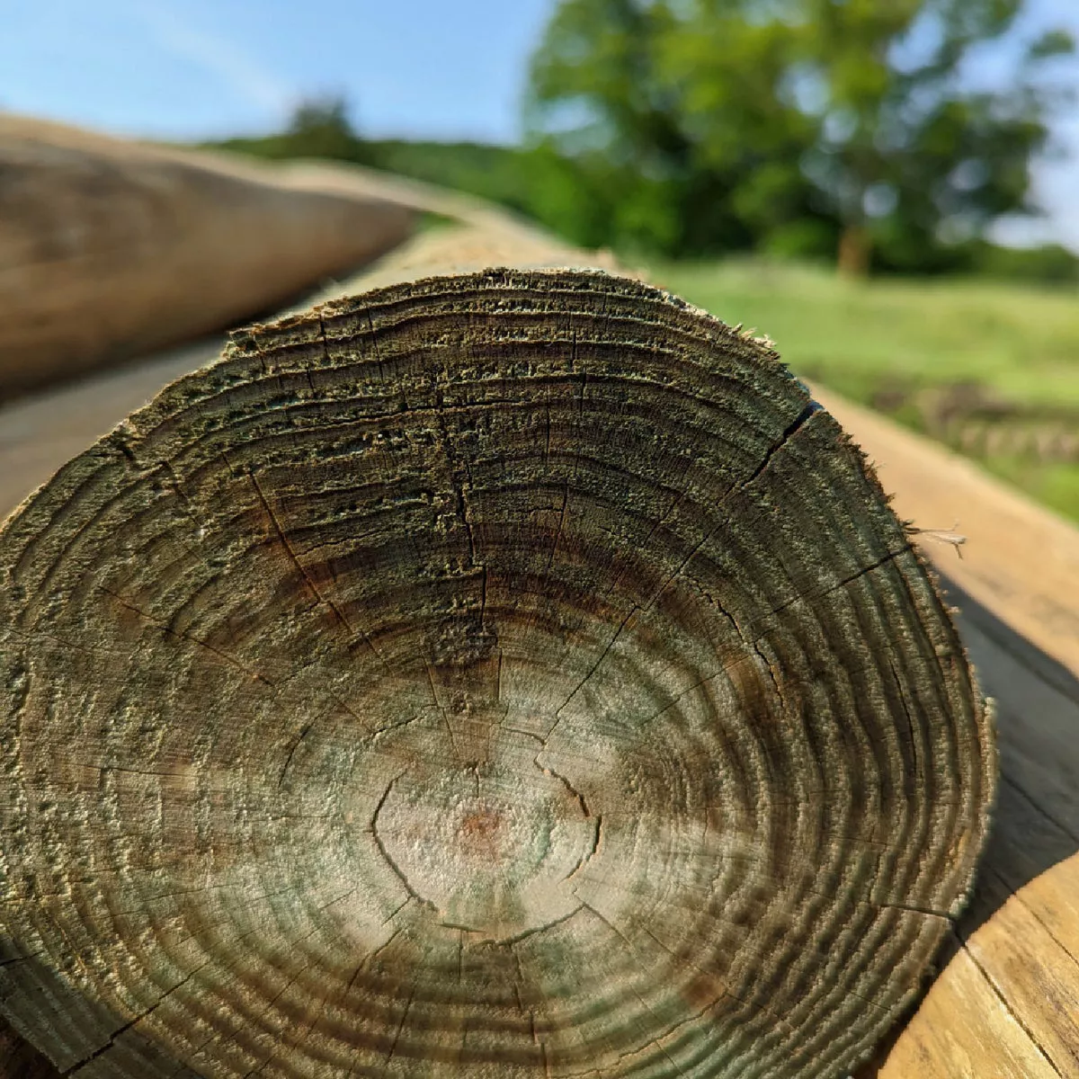 10 In. Butt x 30 Ft. Marine Grade Treated Piling