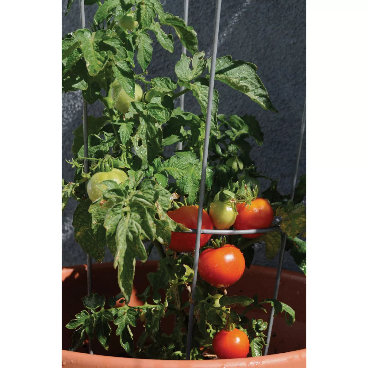 Glamos Large Heavy Duty Tomato Cage Combo Pallet (250-Piece) - photo 3