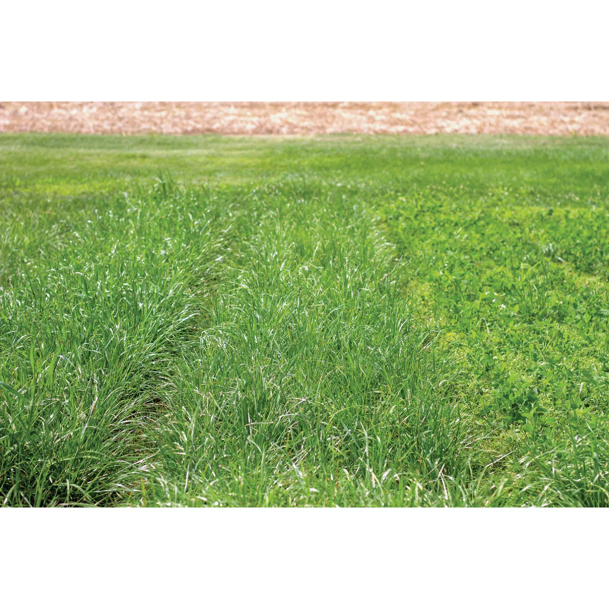 La Crosse Seed 50 Lb. Grass Master Pasture Mix