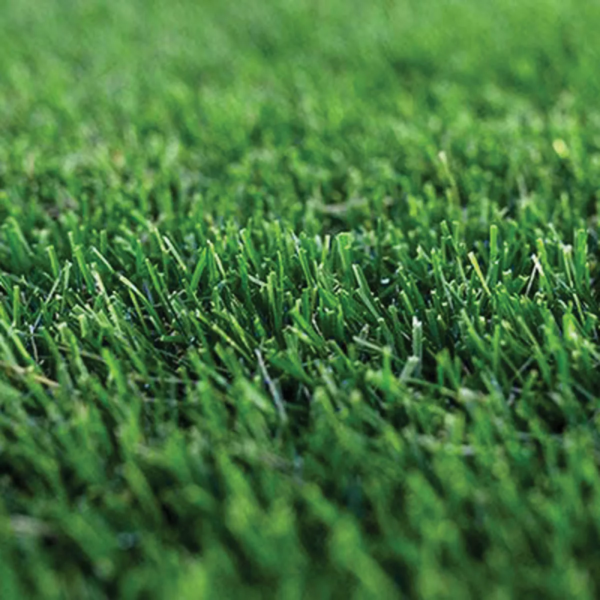 La Crosse Seed 50 Lb. Shady Place Turfgrass Mix-