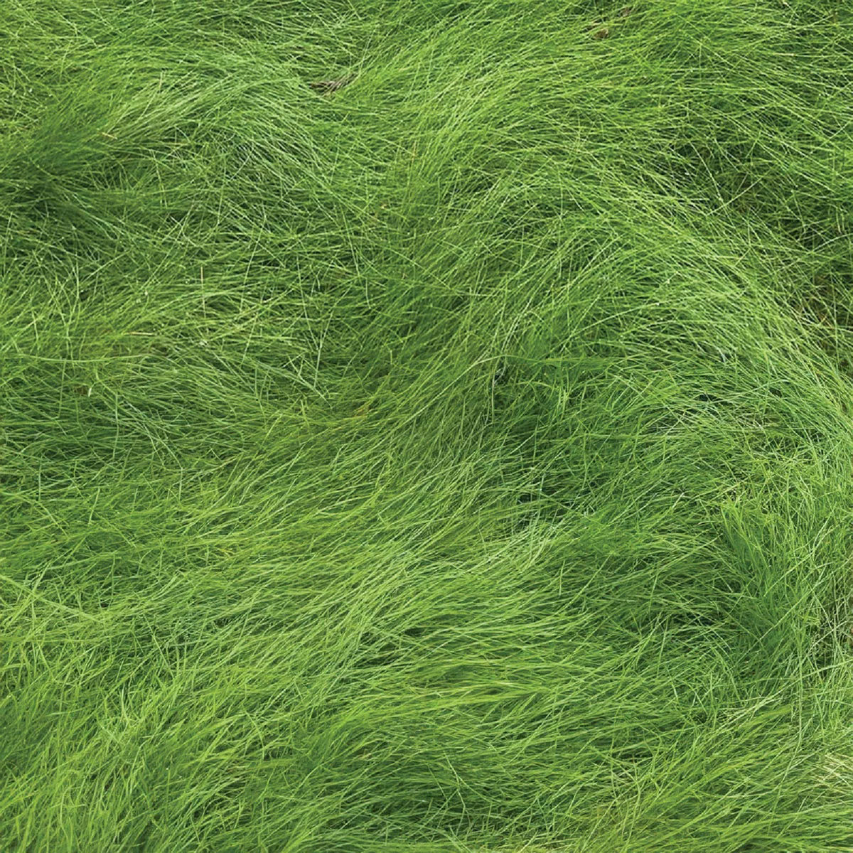 La Crosse Seed 50 Lb. Care-Free Turfgrass Mix