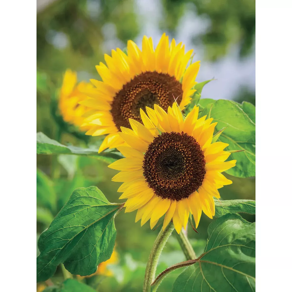 Burpee Sunflower Busy Bee Seed Packet