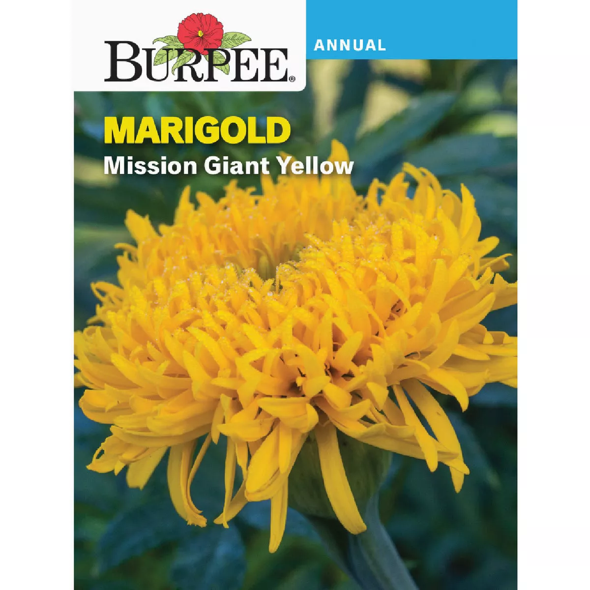 Burpee Heirloom Marigold Mission Giant Yellow Seed Packet