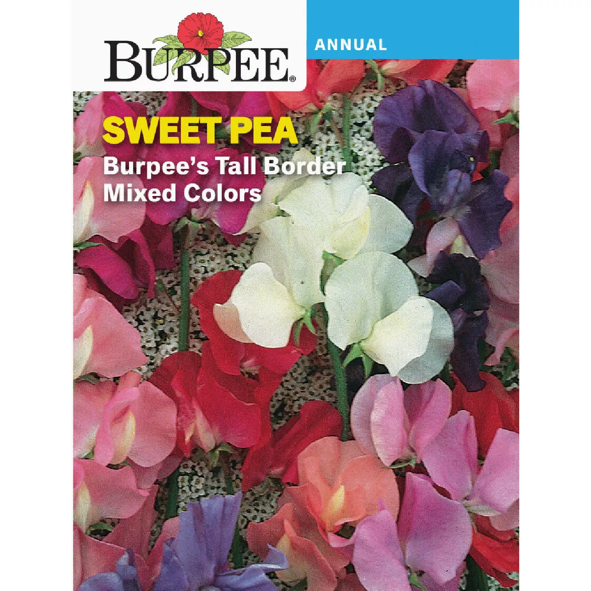 Burpee Sweet Pea Burpee's Tall Border Mixed Colors Seed Packet