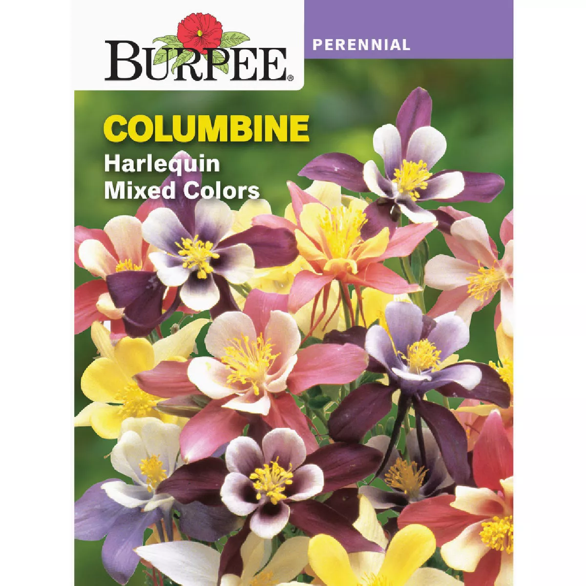 Burpee Columbine Harlequin Mixed Colors Seed Packet