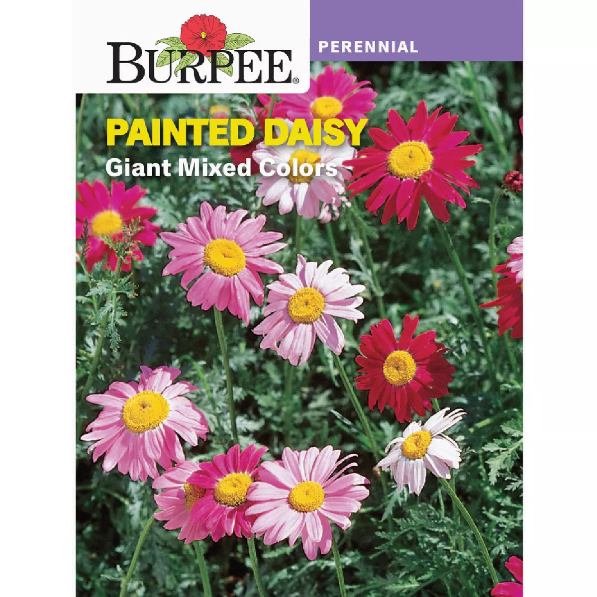 Burpee Painted Daisy Giant Mixed Colors Seed Packet | True Value Hardware
