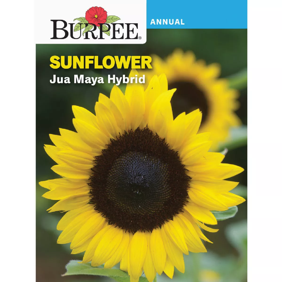 Burpee Sunflower Jua Maya Hybrid Seed Packet