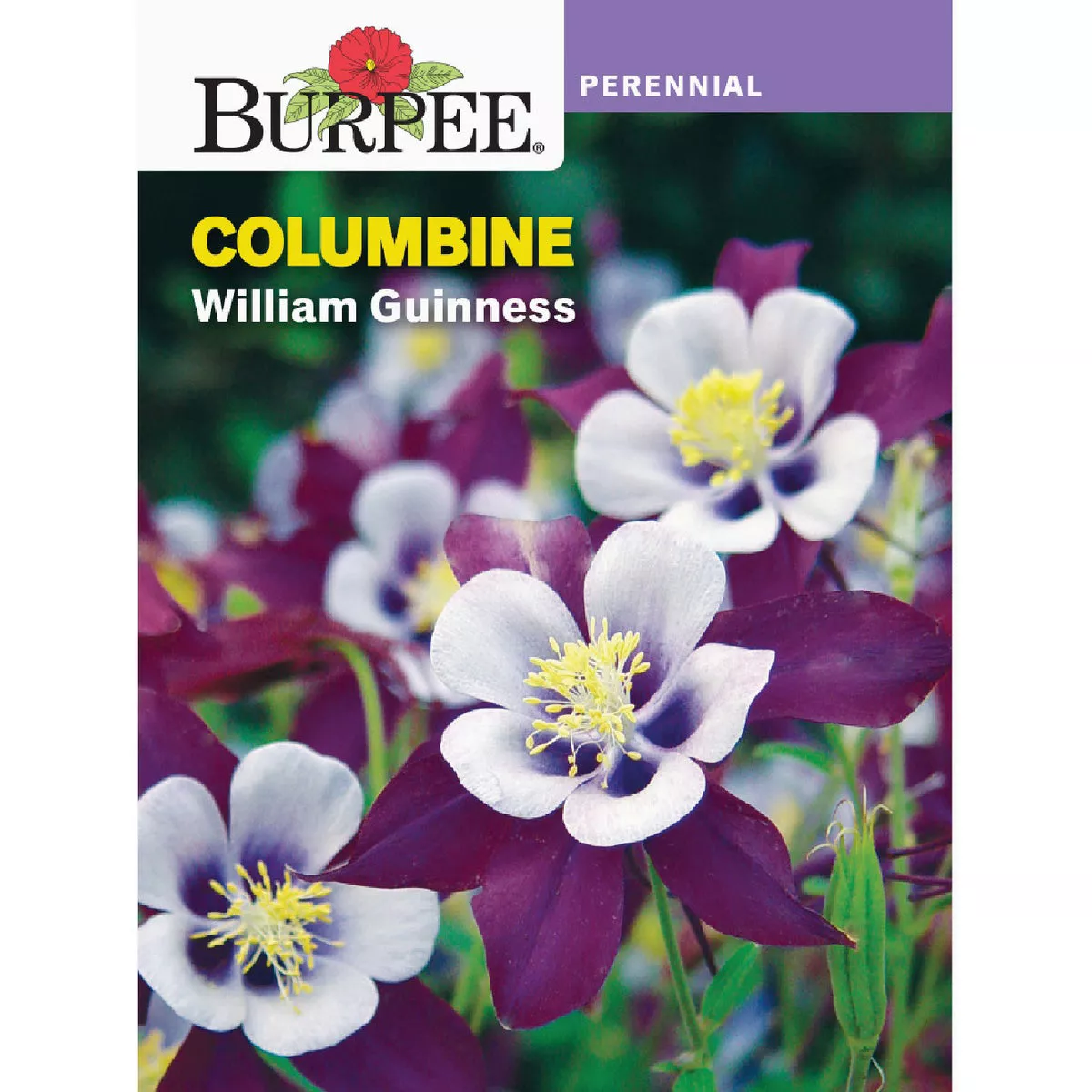 Burpee Columbine William Guinness Seed Packet