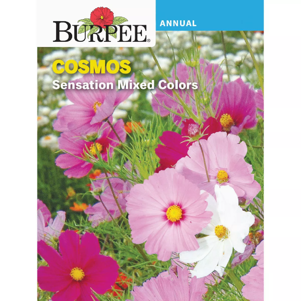 Burpee Cosmos Sensation Mixed Colors Seed Packet
