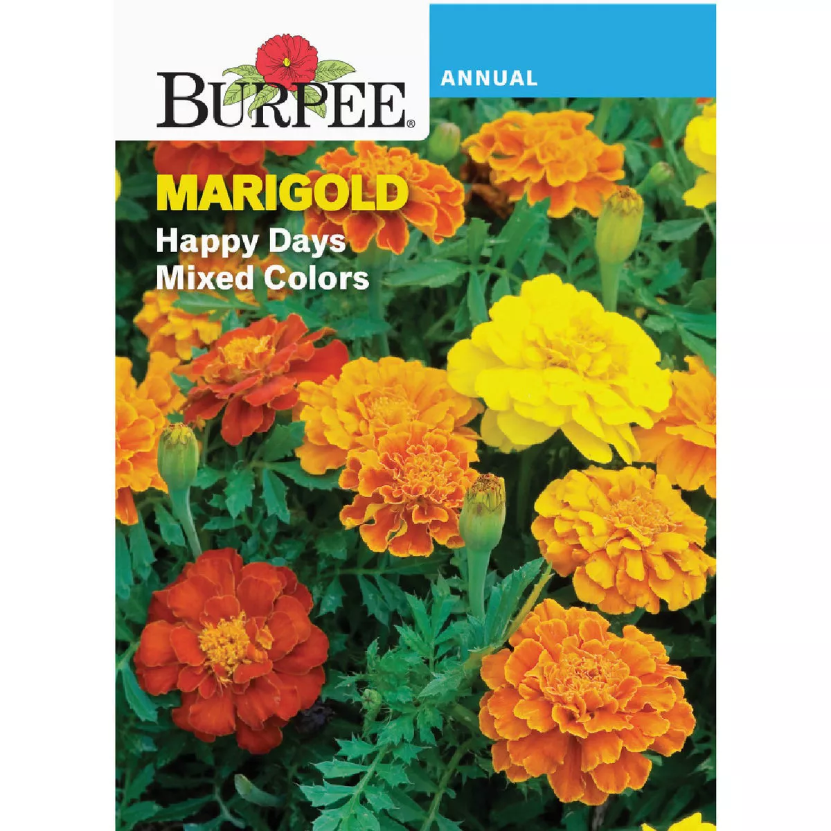 Burpee Marigold Happy Days Mixed Colors Seed Packet | True Value Hardware