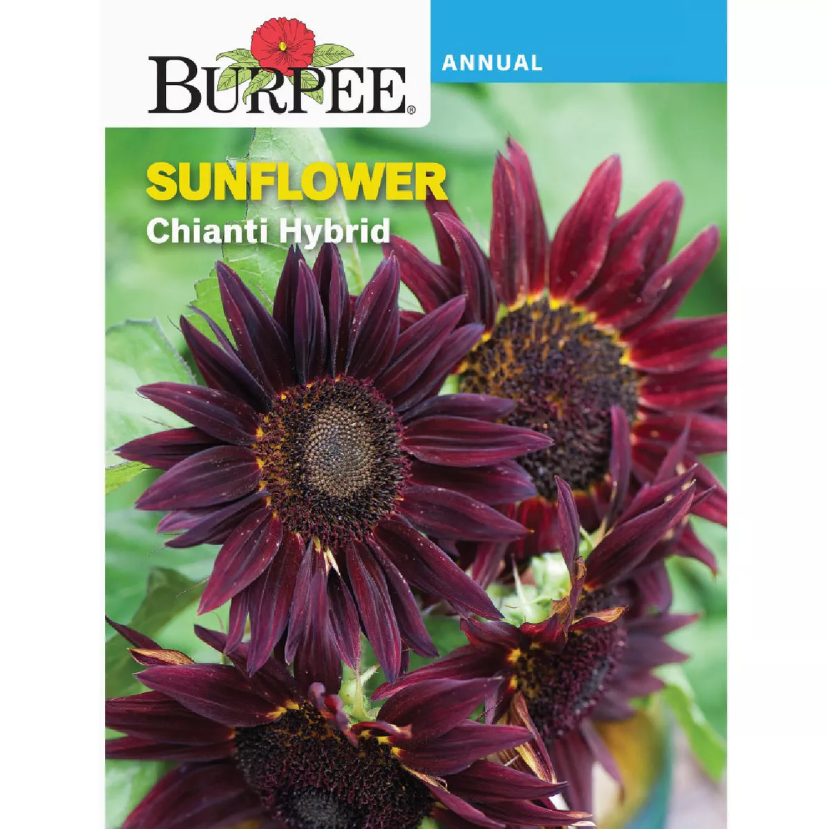 Burpee Sunflower Chianti Hybrid Seed Packet
