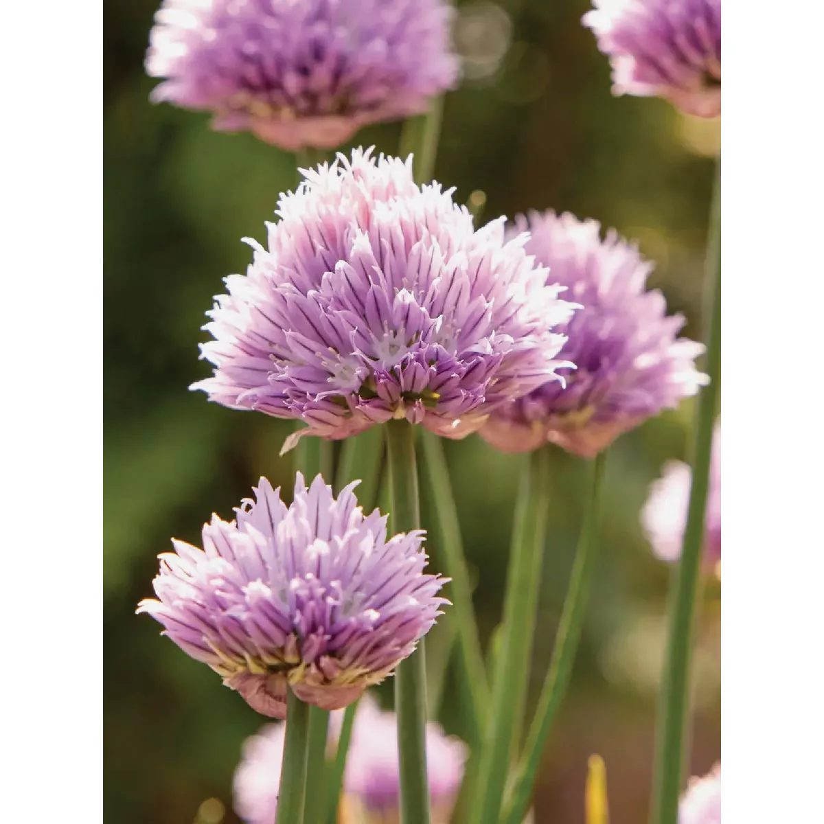 Burpee Chives Dolores Seed Packet