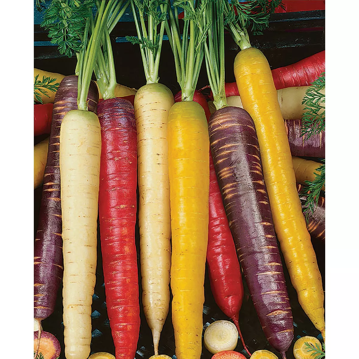 Wetsel Seed Rainbow Blend Carrots Seed Packet - photo 2
