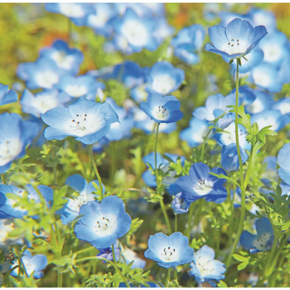 Wetsel Seed California Bluebells Flower Seed Packet - photo 3