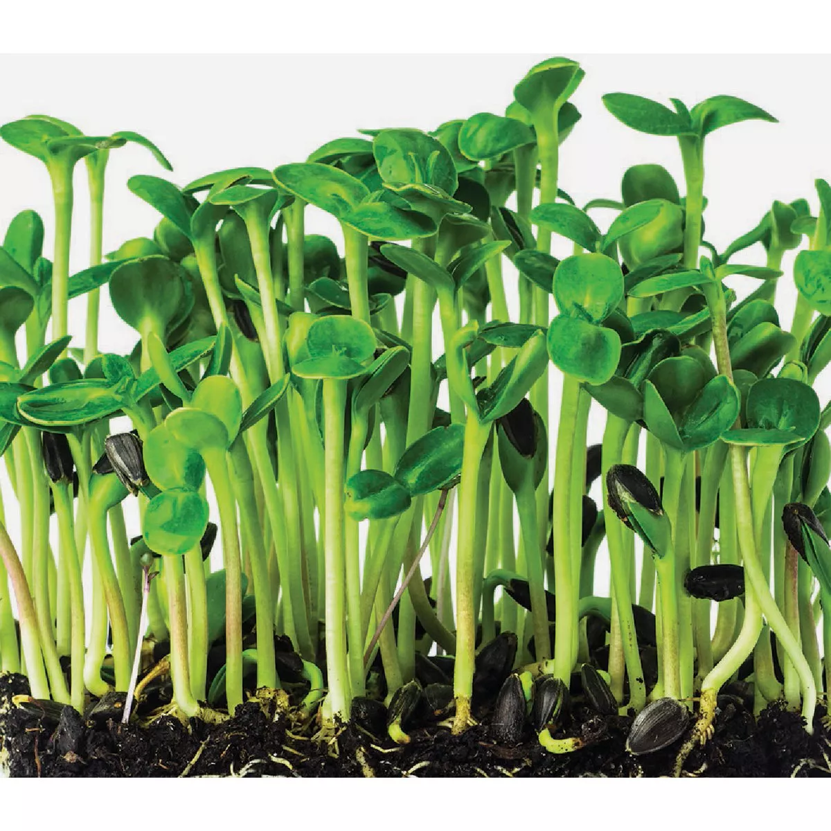 Wetsel Seed Microgreens Black Oil Sunflower Seed Packet - photo 2