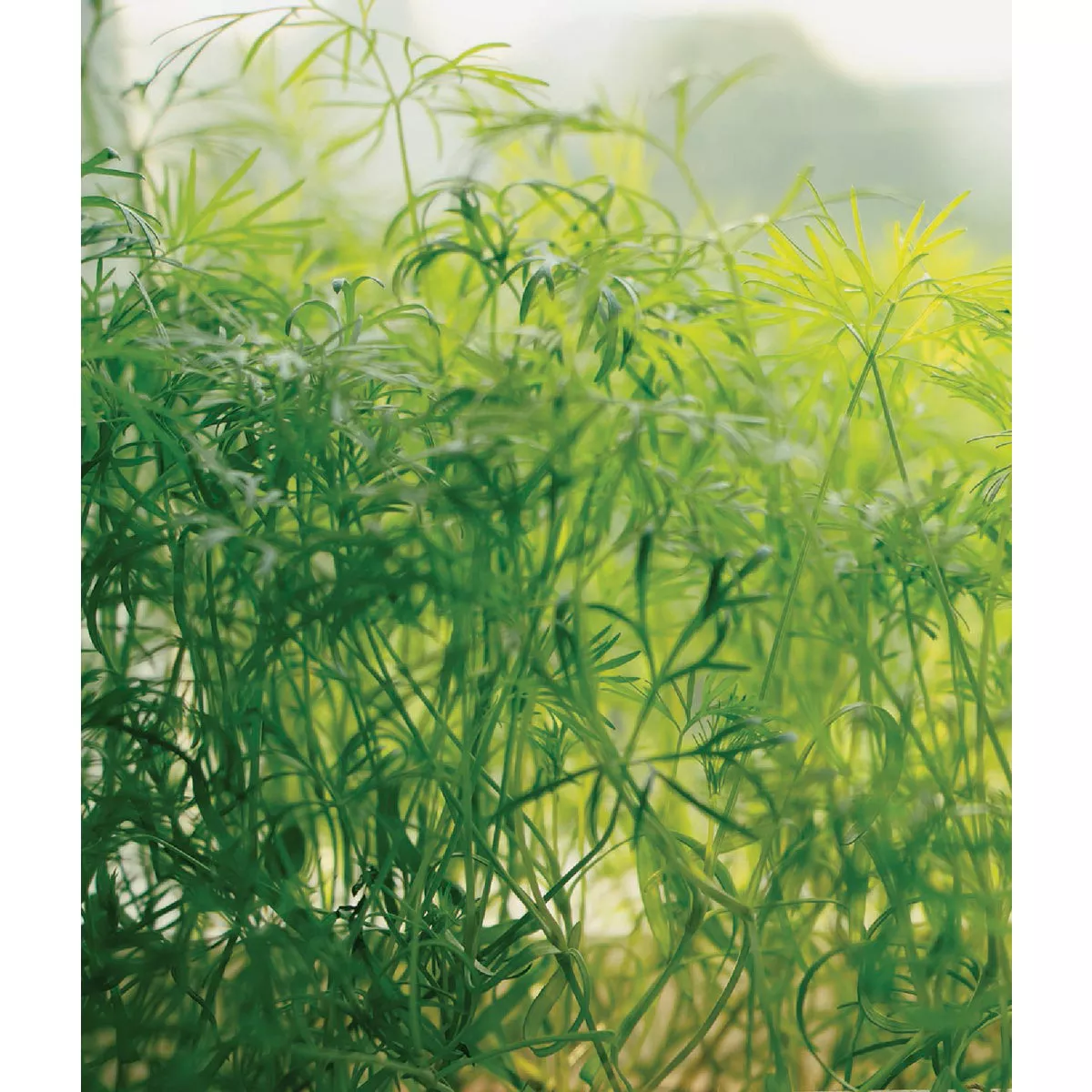 Wetsel Seed Microgreens Dukat Dill Seed Packet - photo 2