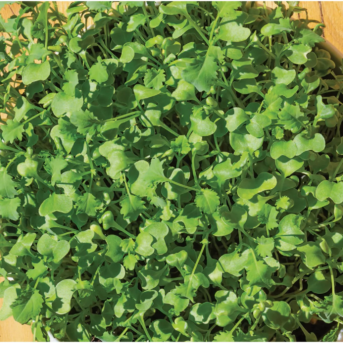 Wetsel Seed Microgreens Vates Blue Curled Scotch Kale Seed Packet - photo 2