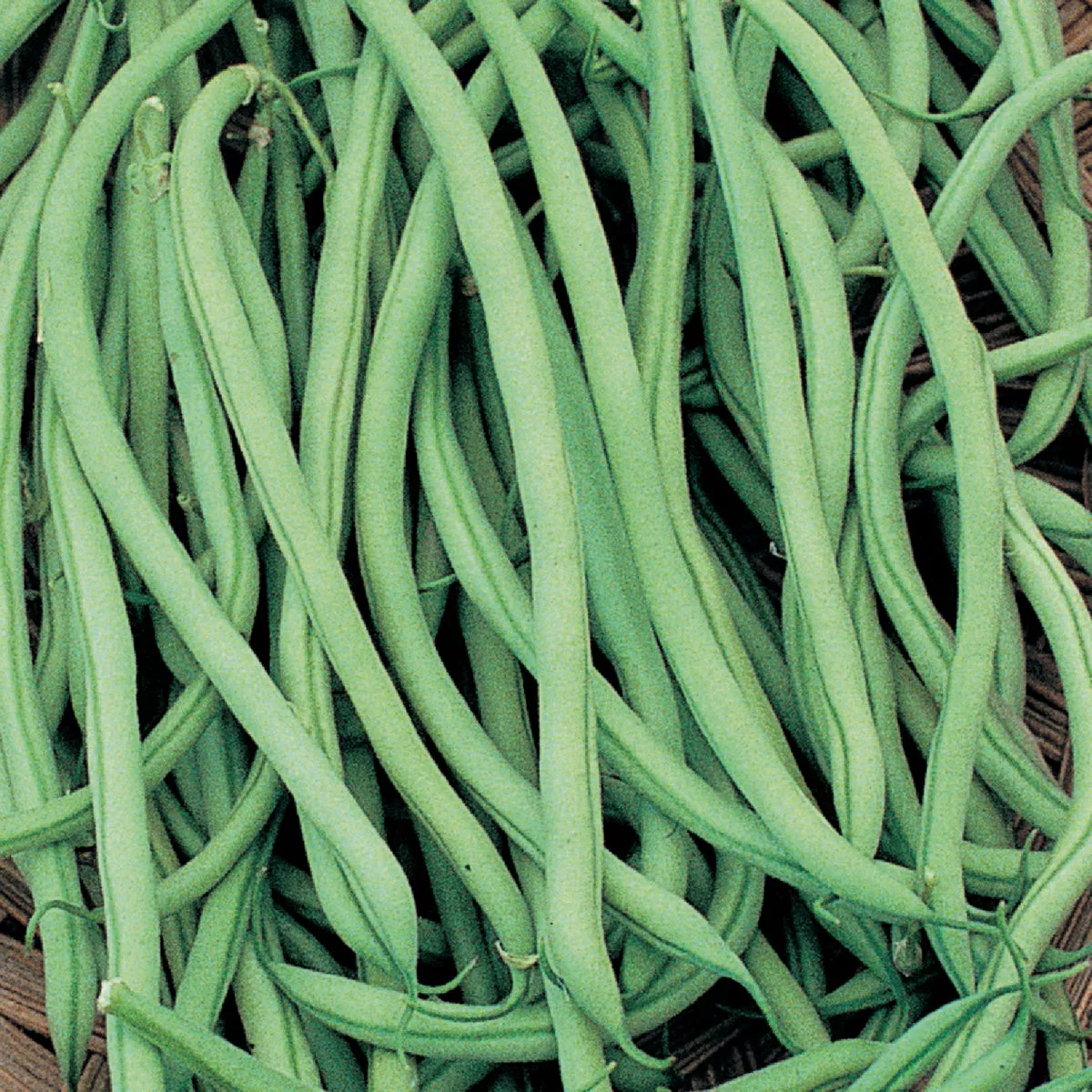 Wetsel Seed Mountaineer White Half Runner Garden Beans Seed Packet - photo 2