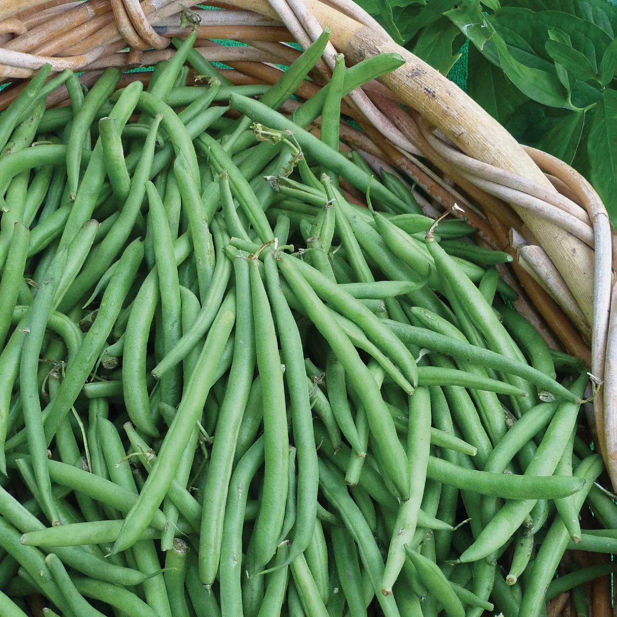 Wetsel Seed Blue Lake 274 Beans Seed Packet - photo 2