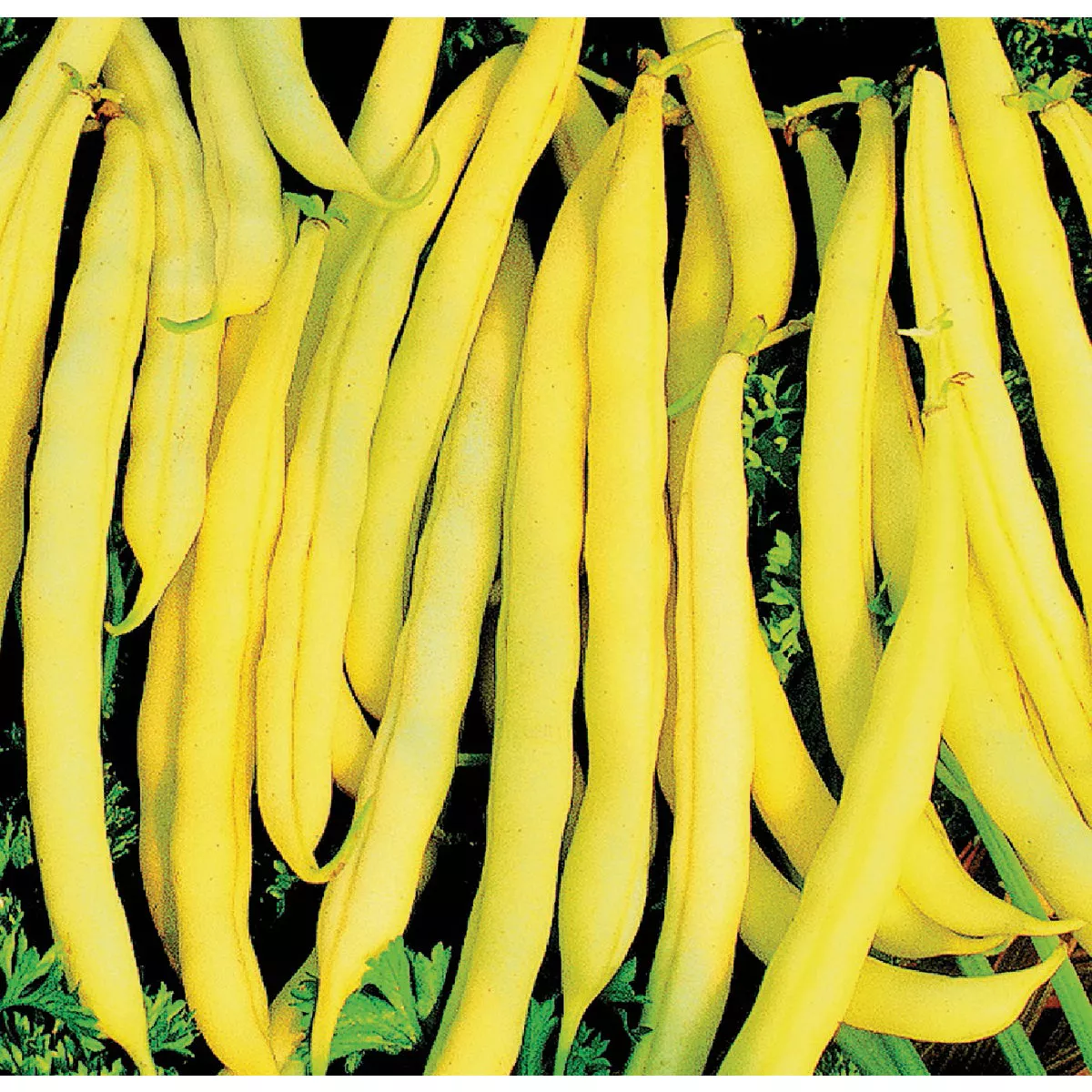 Wetsel Seed Top Notch Golden Wax Beans Seed Packet - photo 2