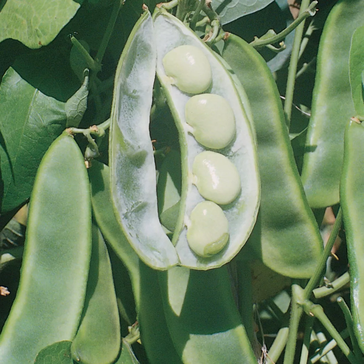 Wetsel Seed King of the Garden Pole Lima Beans Seed Packet - photo 2