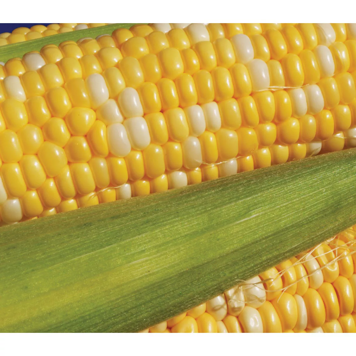 Wetsel Seed Peaches & Cream Corn Seed Packet - photo 2