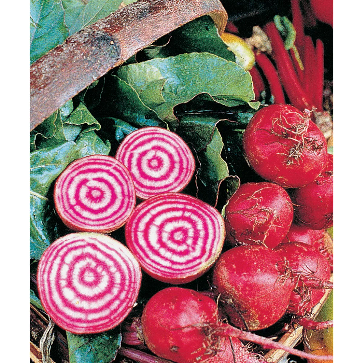 Wetsel Seed Chiogga Beet Seed Packet - photo 2
