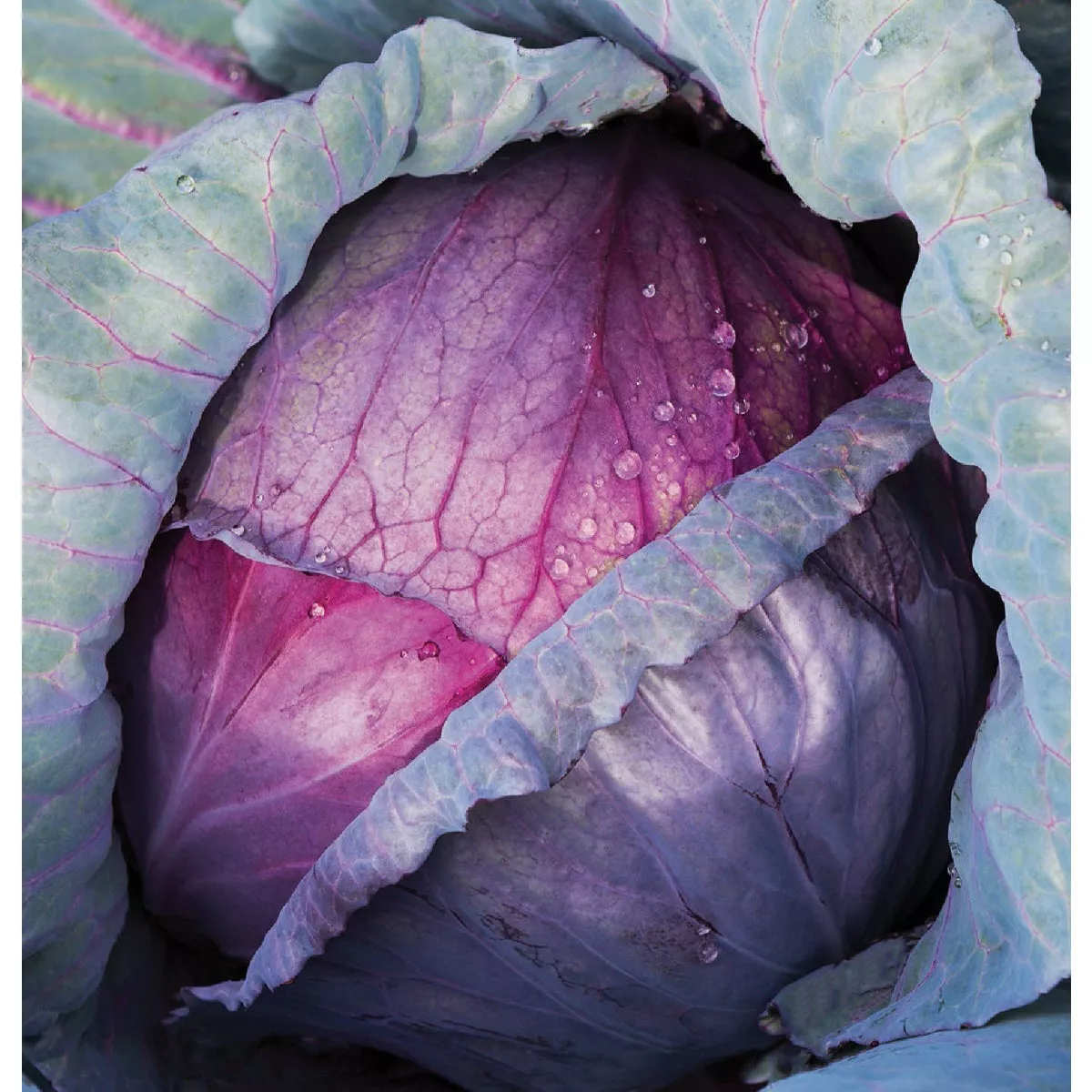 Wetsel Seed Red Acre Cabbage Seed Packet - photo 2