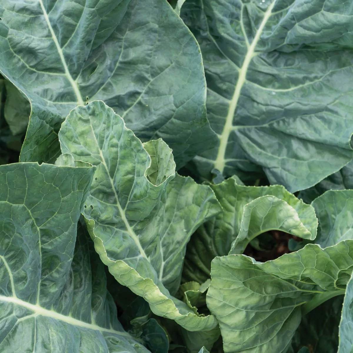 Wetsel Seed Champion Collards Seed Packet | True Value Hardware