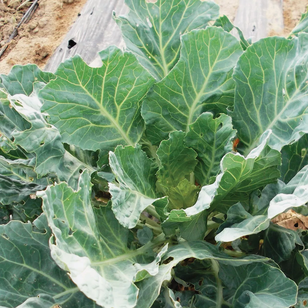 Wetsel Seed Non-Heading Collard Vates Seed Packet - photo 2