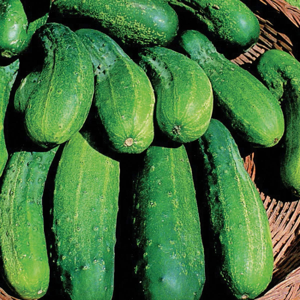Wetsel Seed Boston Pickling Cucumer Seed Packet - photo 2