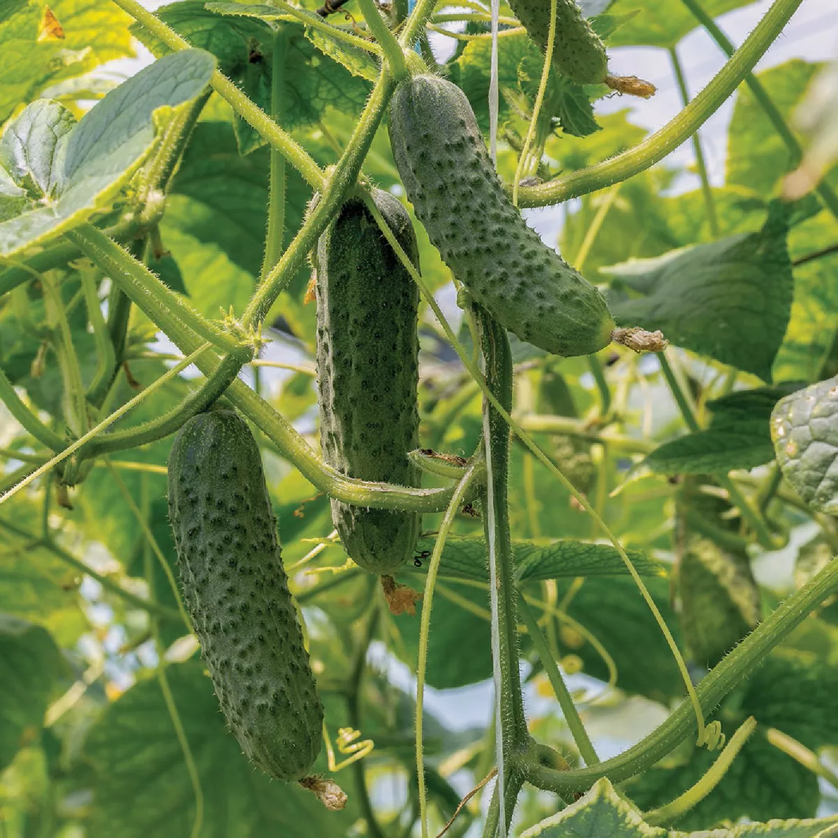 Wetsel Seed Bush Pickle Cucumber Seed Packet - photo 2