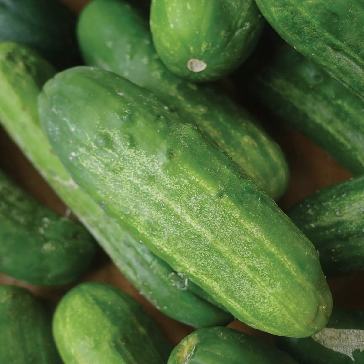 Wetsel Seed National Pickling Cucumber Seed Packet