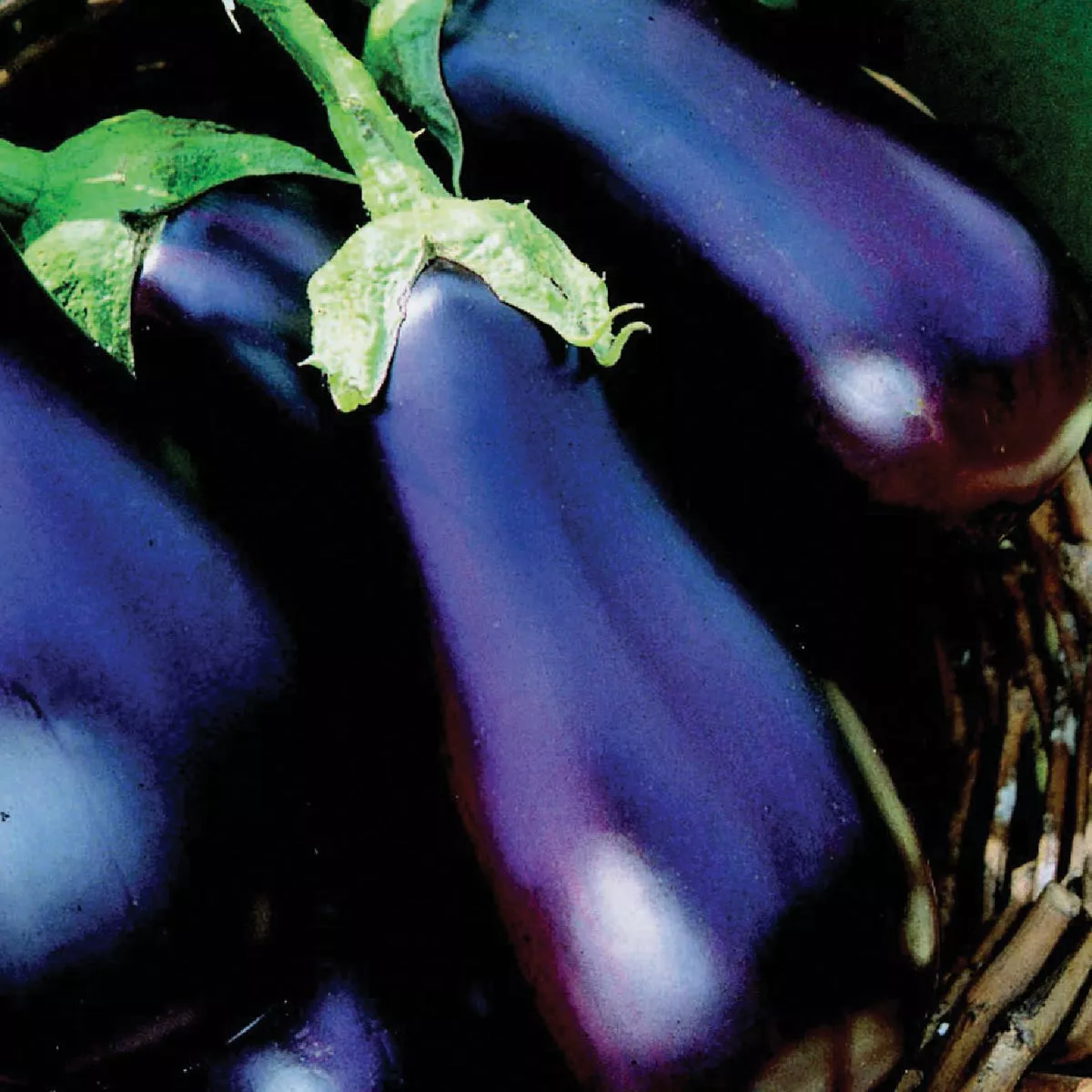 Wetsel Seed Black Beauty Eggplant Seed Packet - photo 2