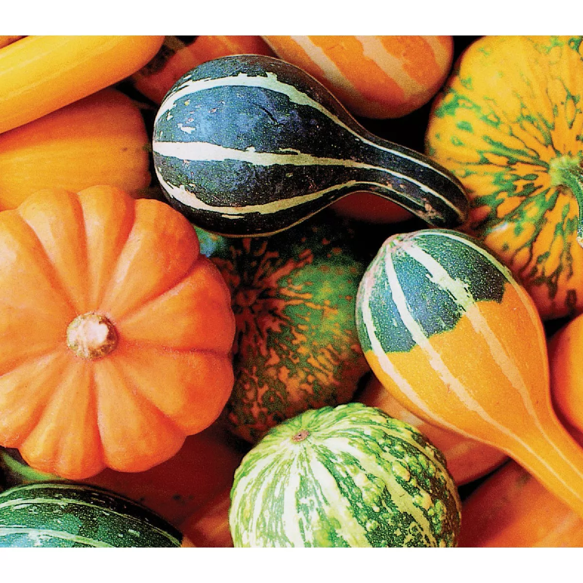 Wetsel Seed Large & Small Mixed Ornamental Gourds Seed Packet - photo 2
