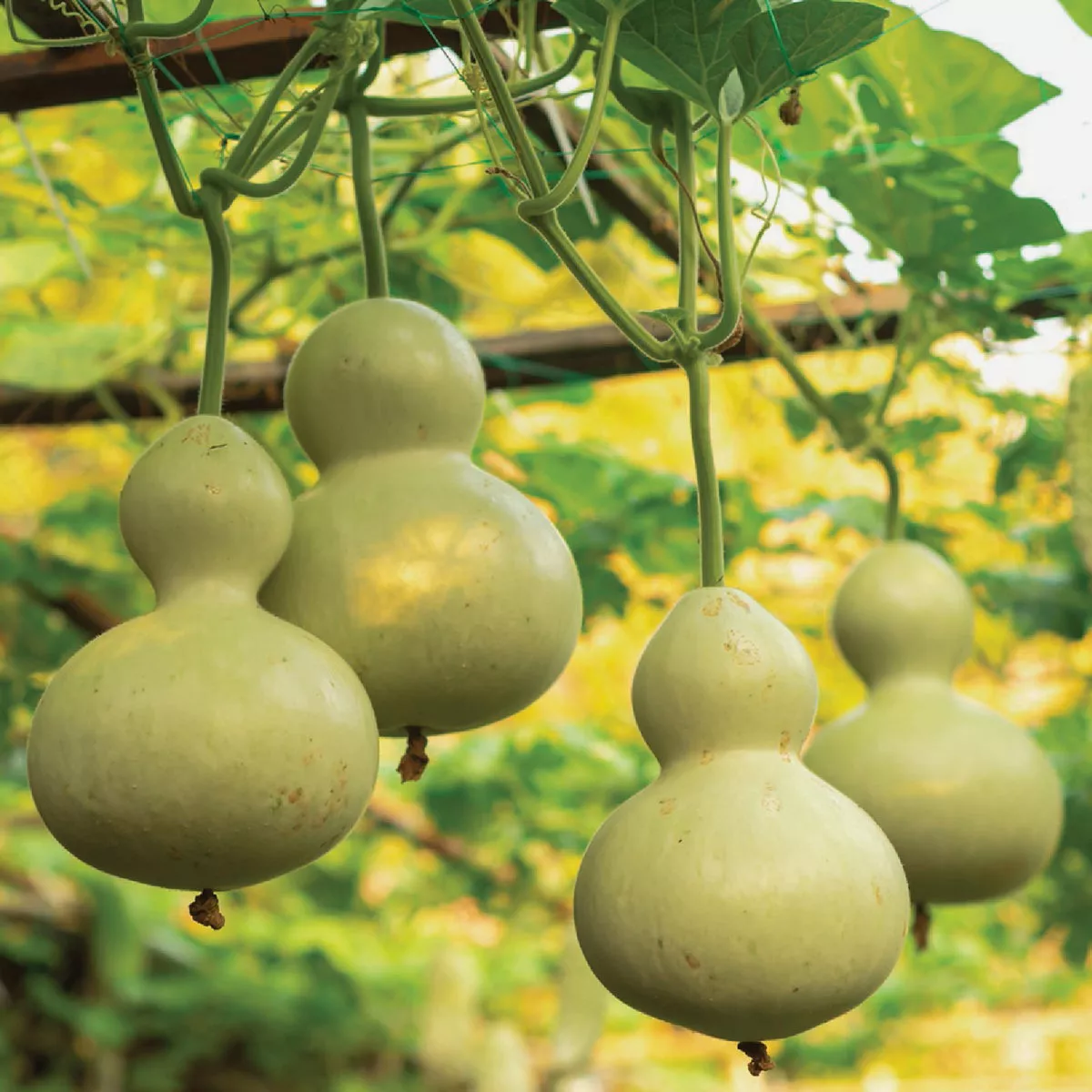 Wetsel Seed Birdhouse Gourd Seed Packet - photo 2