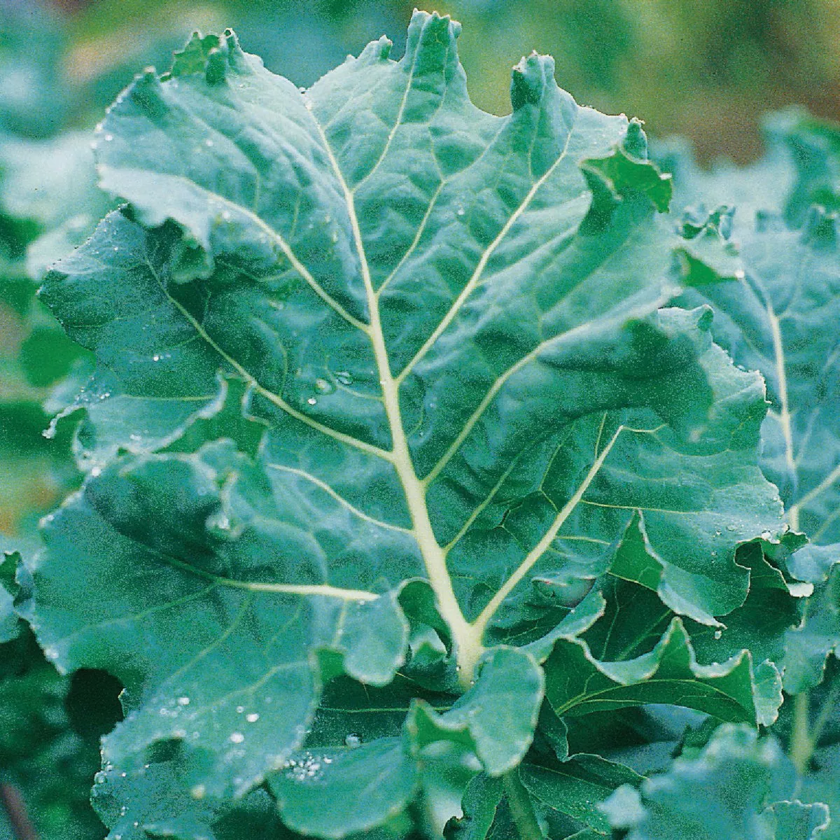 Wetsel Seed Premier Kale Seed Packet - photo 2