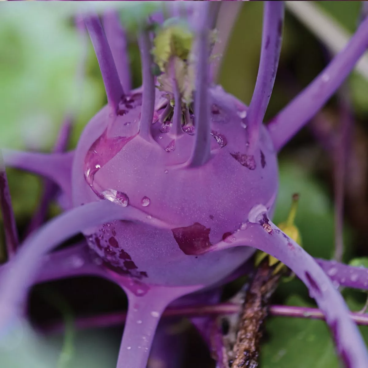 Wetsel Seed Purple Vienna Kohlrabi Seed Packet - photo 2