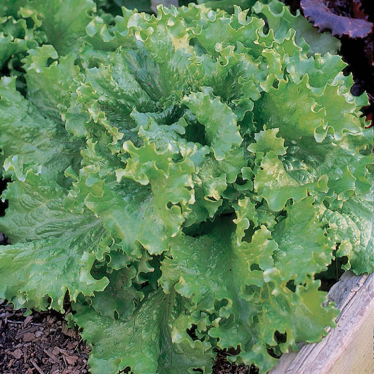 Wetsel Seed Black Seeded Simpson Lettuce Seed Packet - photo 2