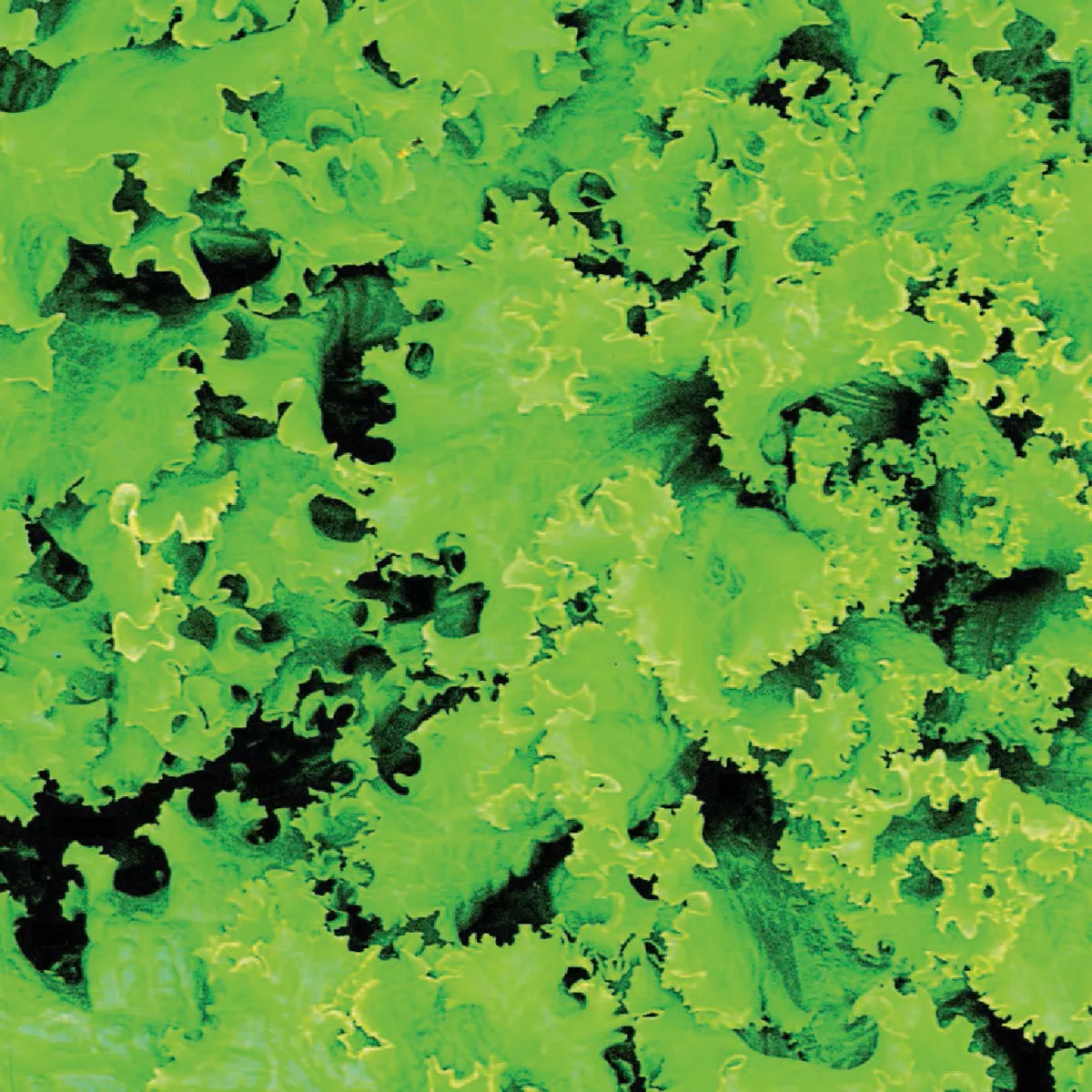 Wetsel Seed Grand Rapids Lettuce Seed Packet - photo 2