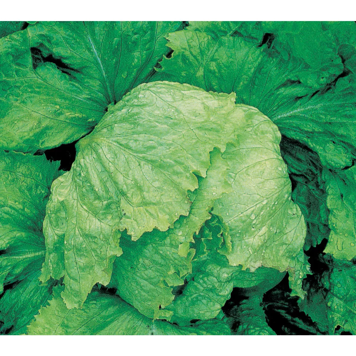 Wetsel Seed Iceberg Lettuce Seed Packet - photo 2