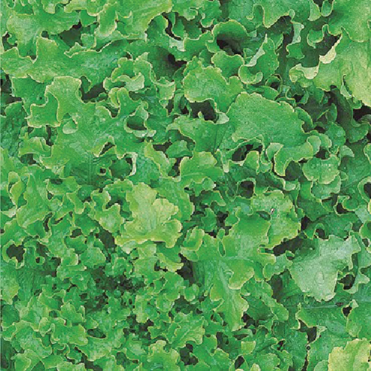 Wetsel Seed Salad Bowl Lettuce Seed Packet - photo 2