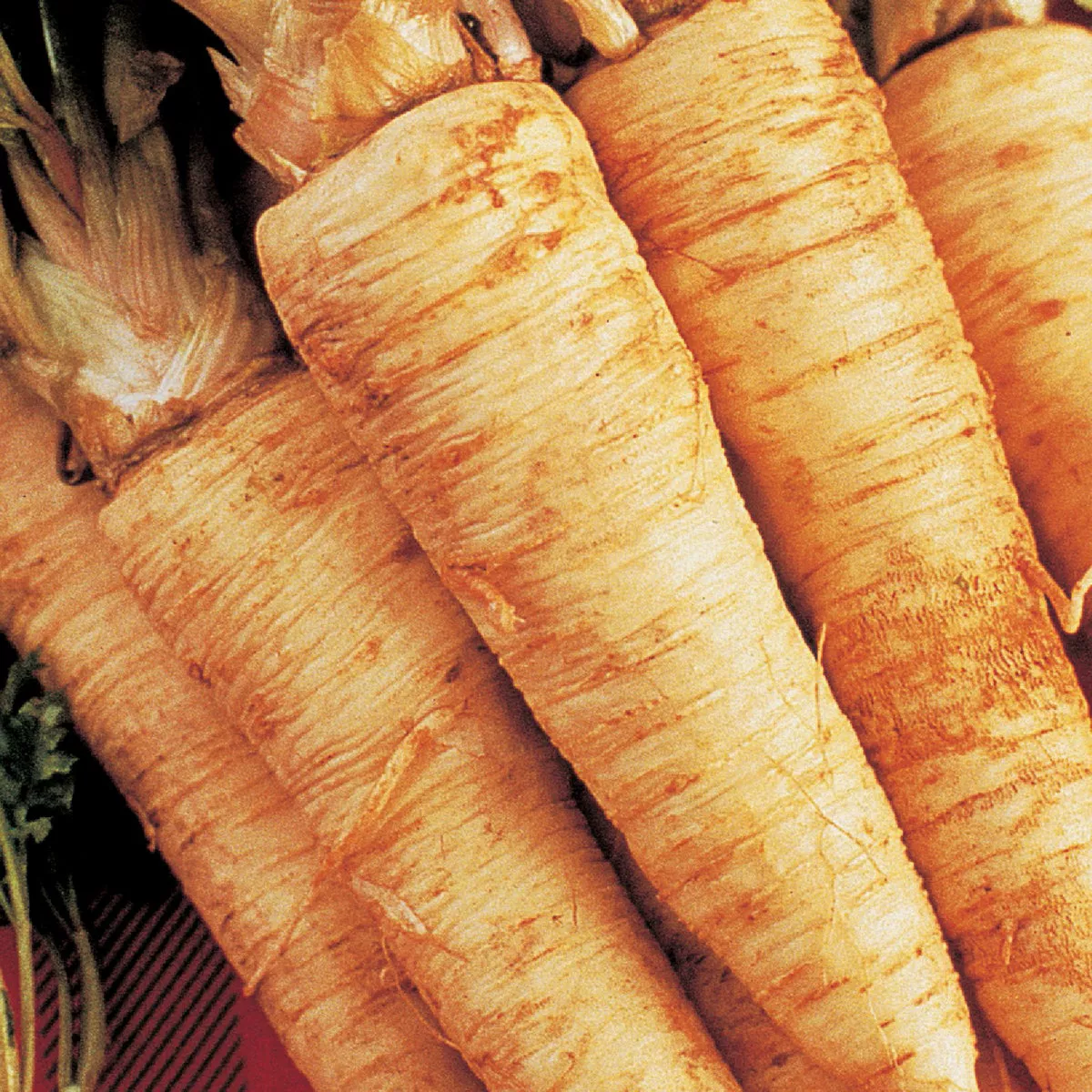 Wetsel Seed Hollow Crown Parsnip Seed Packet - photo 2
